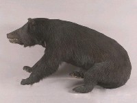 臺灣黑熊藏品圖，第5張